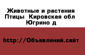 Животные и растения Птицы. Кировская обл.,Югрино д.